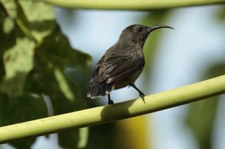 Seychellen-Nektarvogel (Cinnyris dussumieri), Bird Island, Seychellen