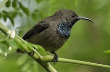 Seychellen-Nektarvogel (Cinnyris dussumieri), Bird Island, Seychellen