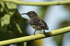 Seychellen-Nektarvogel (Cinnyris dussumieri), Bird Island, Seychellen