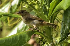 Madagaskarweber (Foudia madagascariensis) auf Bird Island, Seychellen