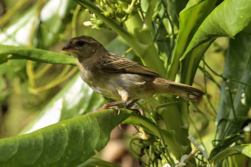 Weiblicher Madagaskarweber (Foudia madagascariensis)