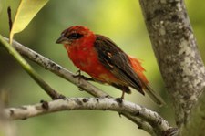 Madagaskarweber (Foudia madagascariensis) auf Bird Island, Seychellen