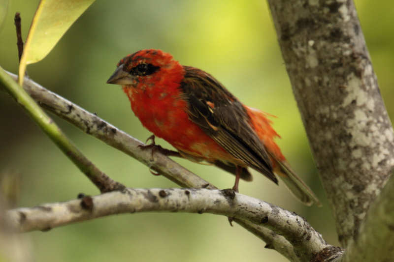 Männlicher Madagaskarweber (Foudia madagascariensis)