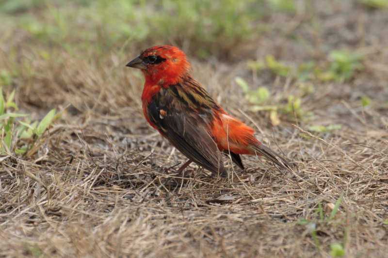 Männlicher Madagaskarweber (Foudia madagascariensis)