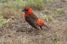 Madagaskarweber (Foudia madagascariensis) auf Bird Island, Seychellen