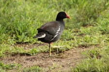 Teichralle (Gallinula chloropus orientalis) auf Bird Island, Seychellen