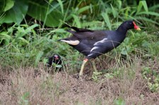 Teichralle (Gallinula chloropus orientalis) auf Bird Island, Seychellen