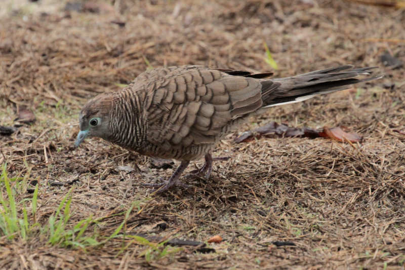 Sperbertäubchen (Geopelia striata)