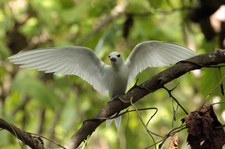 Feenseeschwalbe (Gygis alba candida) auf Bird Island, Seychellen