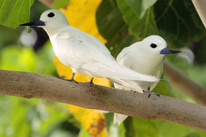 Feenseeschwalben (Gygis alba candida)