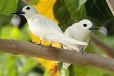 Feenseeschwalbe (Gygis alba candida) auf Bird Island, Seychellen