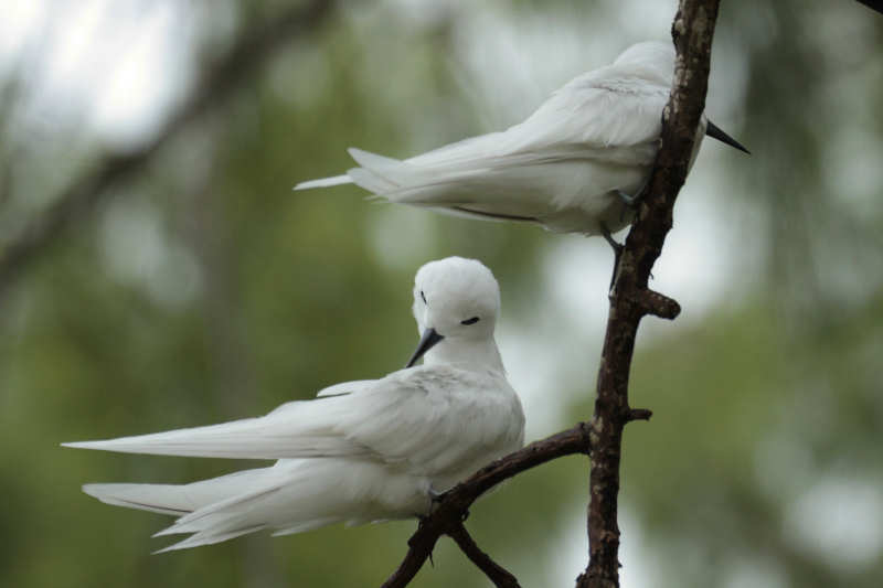 Feenseeschwalben (Gygis alba candida)