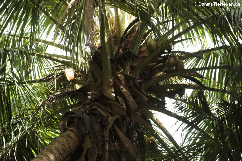 Kokosnusspalme (Cocos nucifera)