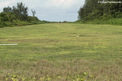 Start- und Landebahn auf Bird Island