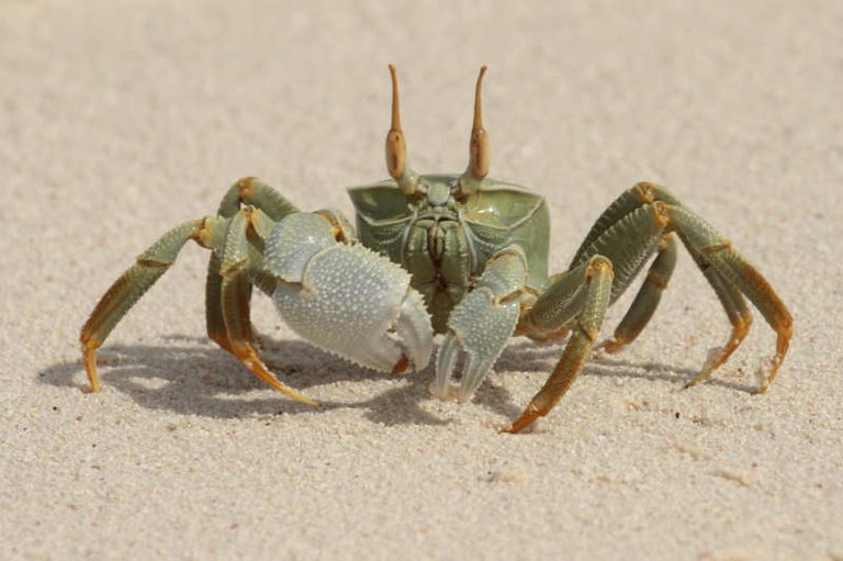 Ocypode ceratophthalmus