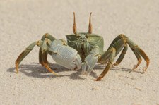 Ocypode ceratophthalmus-2