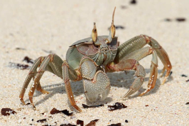 Ocypode ceratophthalmus