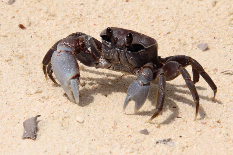 Krabbe  (Ocypode cordimanus)