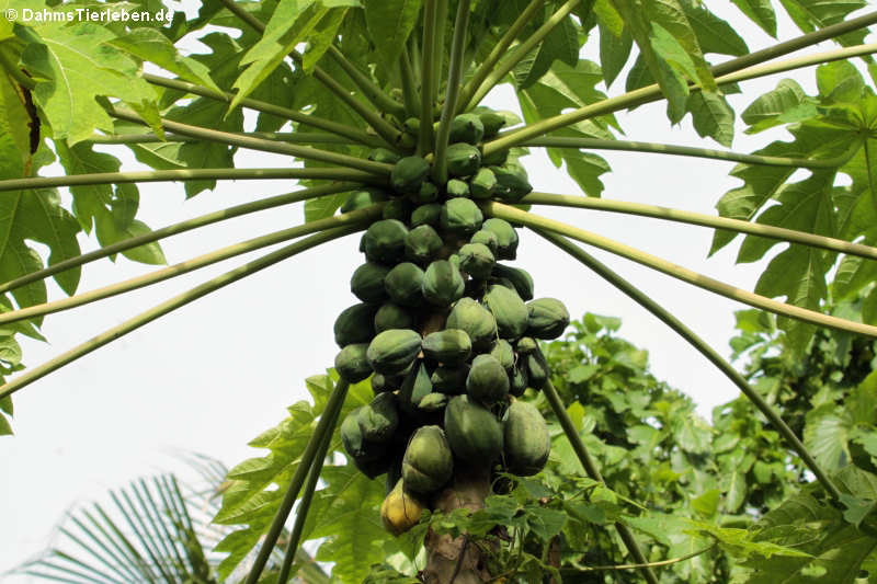 Papaya (Carica papaya)