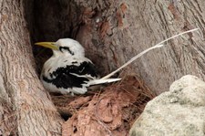 Weißschwanz-Tropikvogel (Phaethon lepturus lepturus) auf Bird Island, Seychellen