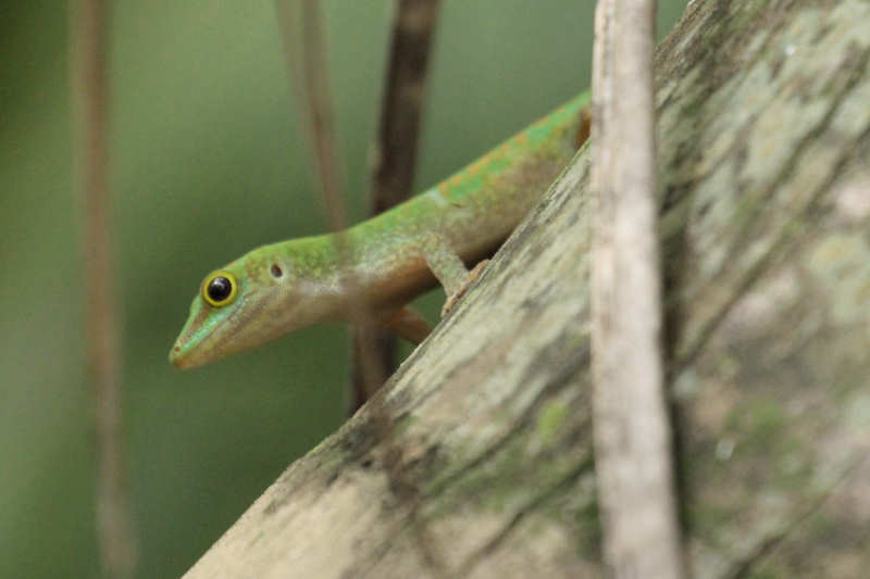 Kleiner Seychellen-Taggecko (Phelsuma astriata semicarinata)