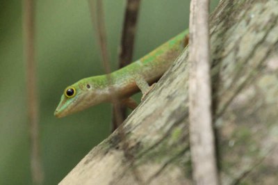Kleiner Seychellen-Taggecko (Phelsuma astriata semicarinata)