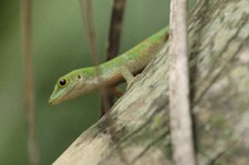 Kleiner Seychellen-Taggecko (Phelsuma astriata semicarinata) auf Bird Island, Seychellen