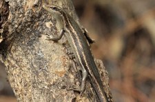 Seychellen Skink (Trachylepis seychellensis) auf Bird Island, Seychellen