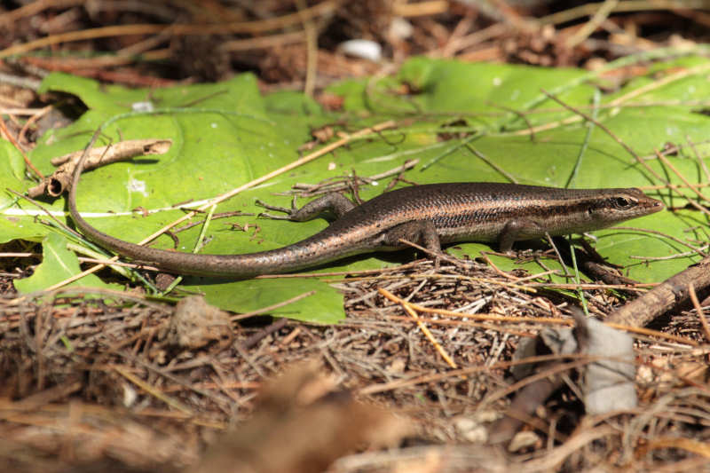 Seychellen Skink (Trachylepis seychellensis)