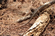 Seychellen Skink (Trachylepis seychellensis) auf Bird Island, Seychellen