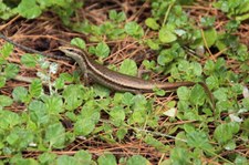 Seychellen Skink (Trachylepis seychellensis) auf Bird Island, Seychellen