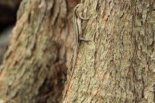 Seychellen Skink (Trachylepis seychellensis) auf Bird Island, Seychellen