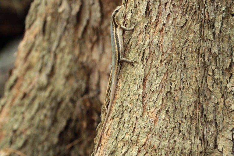 Trachylepis seychellensis