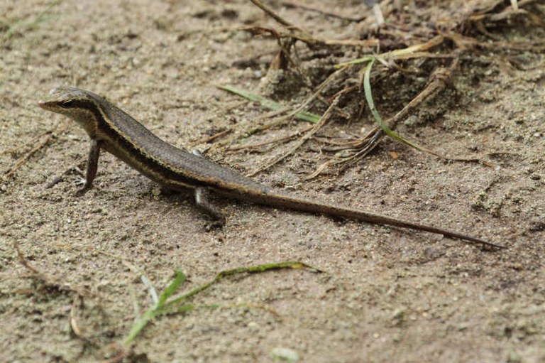 Trachylepis seychellensis