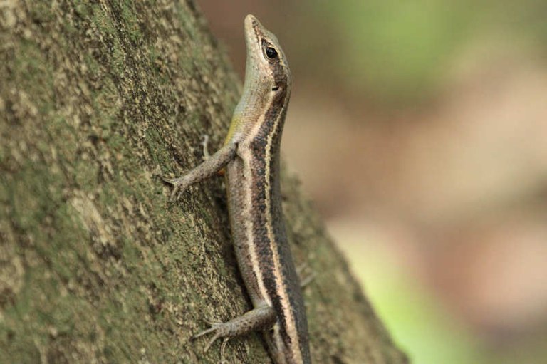Trachylepis sechellensis