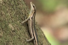 Seychellen Skink (Trachylepis seychellensis) auf Bird Island, Seychellen