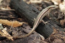 Seychellen Skink (Trachylepis seychellensis) auf Bird Island, Seychellen