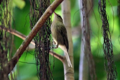 Seychellen-Rohrsänger (Acrocephalus sechellensis)