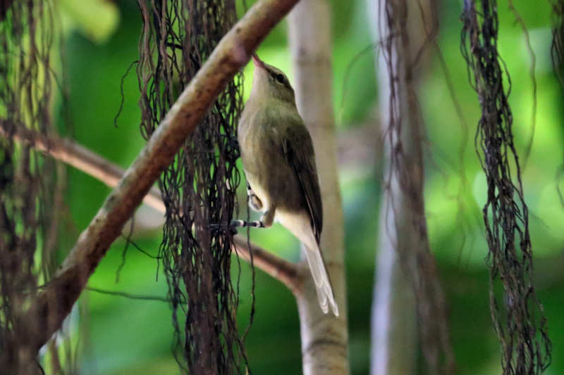 Acrocephalus sechellensis