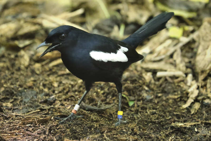 Seychellen-Dajal (Copsychus sechellarum)