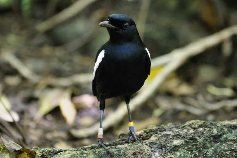 Seychellen-Dajal (Copsychus sechellarum)