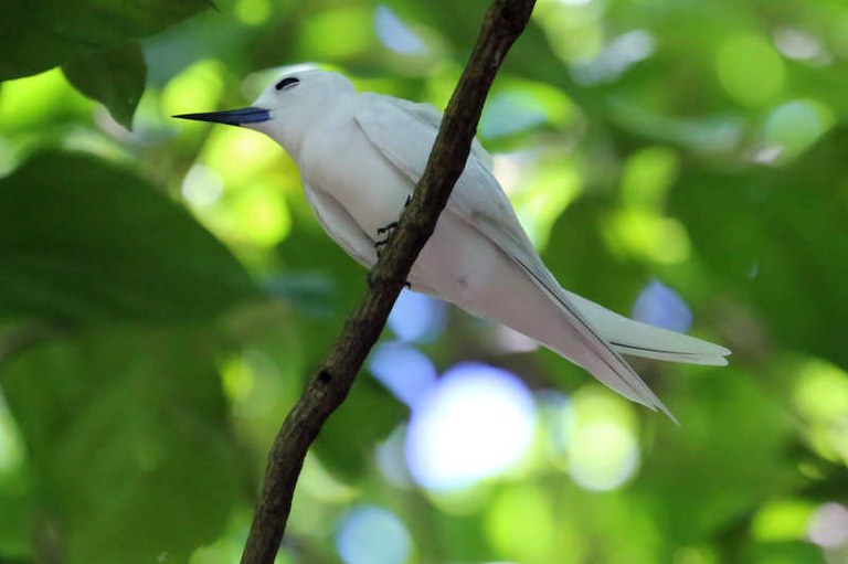 Gygis alba candida