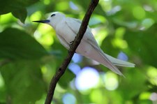 Feenseeschwalbe (Gygis alba candida) auf der Insel Cousin, Seychellen