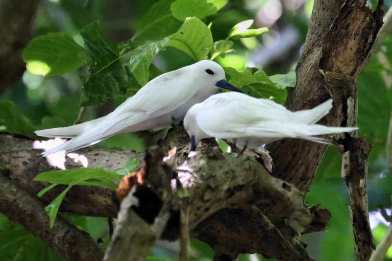 Feenseeschwalben (Gygis alba candida)