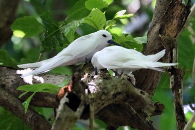 Feenseeschwalben (Gygis alba candida)