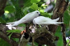 Feenseeschwalbe (Gygis alba candida) auf der Insel Cousin, Seychellen