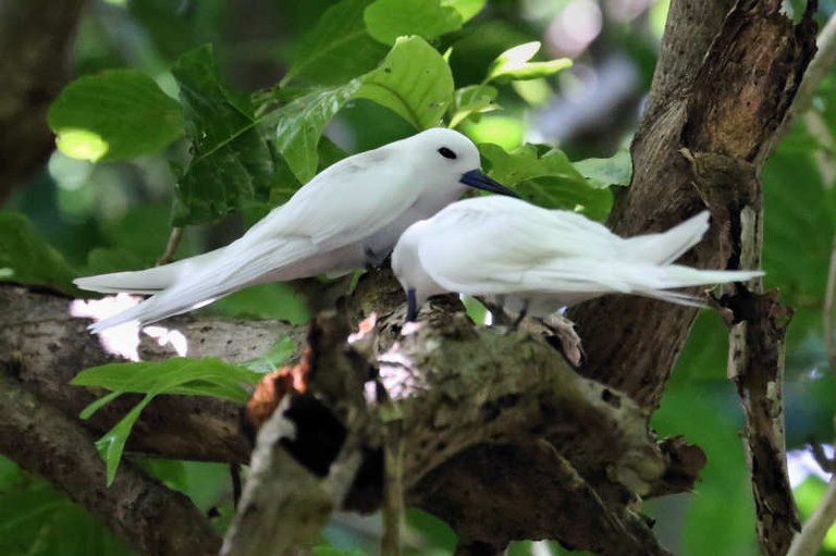 Gygis alba candida