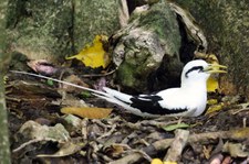 Weißschwanz-Tropikvogel (Phaethon lepturus lepturus) auf Cousin, Seychellen