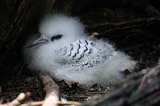 Junger Weißschwanz-Tropikvogel (Phaethon lepturus lepturus) auf Cousin, Seychellen