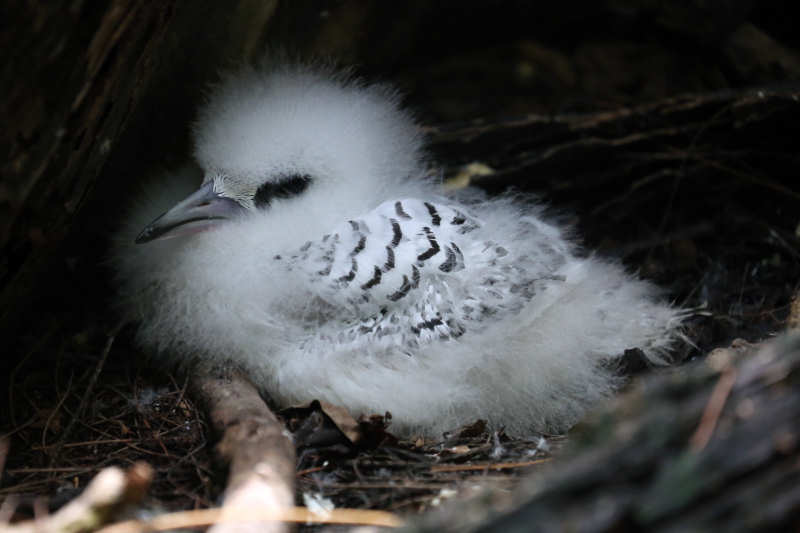 Weißschwanz-Tropikvogel (Phaethon lepturus lepturus)